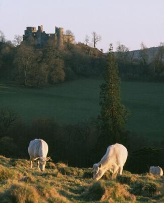 Dinefwr Castle and White Park Cattle